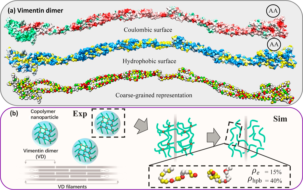 Binding of Proteins to Copolymers of varying Charges and Hydrophobicity: A Molecular Mechanism and Computational Strategies