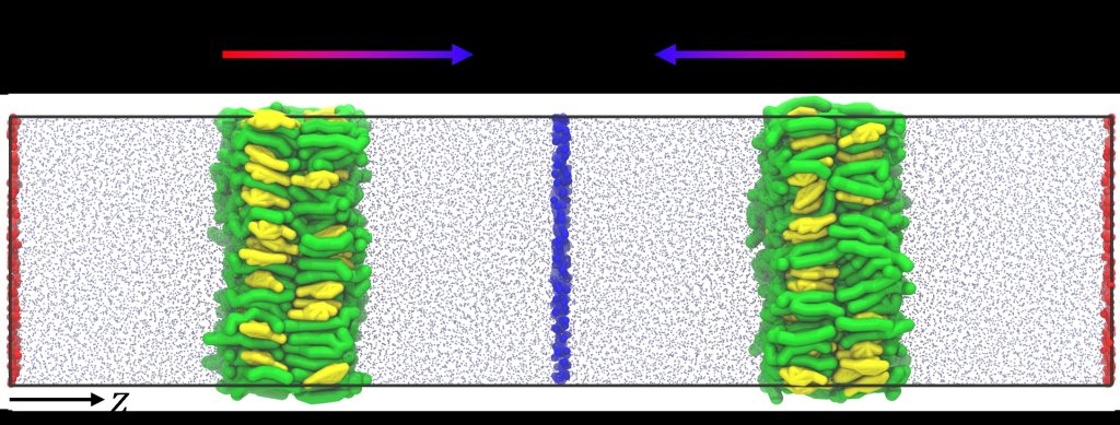 Phospholipid Saturation Modulates Cholesterol Partitioning and Heat Transport in Lipid Bilayers under Thermal Gradients
